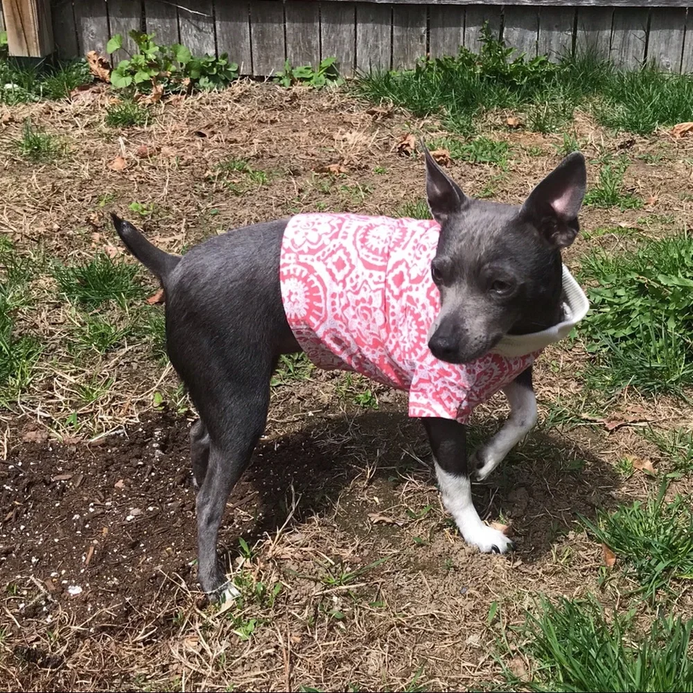 Handmade XS Dog Puppy Tee Purple Rose Floral Teacup Toy Breed Chihuahua Cute Top